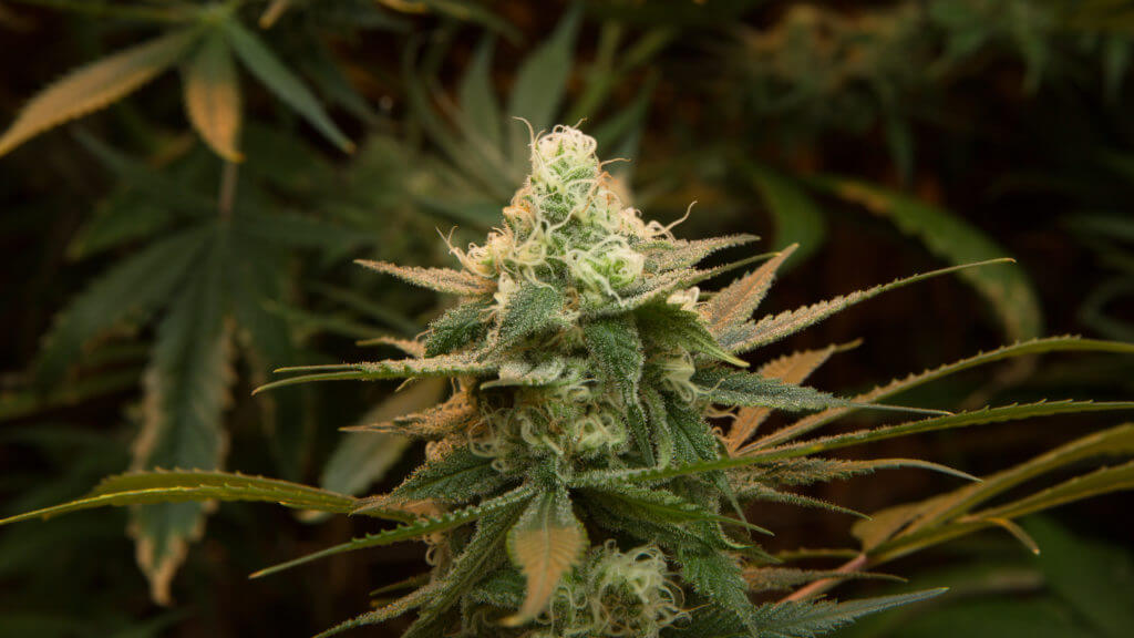 25 Things You Never Knew About Cannabis