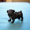Art of Smoke Ceramic Hand Pipe - Pug Life Art of Smoke Ceramic Hand Pipe - Pug Life