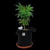 A Pot For Pot Air Pruning Fabric Pot A Pot For Pot Air Pruning Fabric Pot